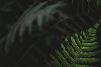 Dark photo of ferns